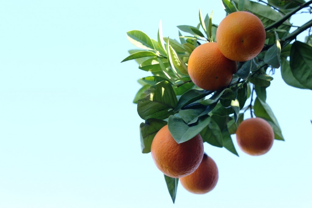 Naranjas online las naranjas de julia